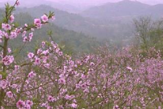 重庆市铜梁区：花卉苗木“小产业”做出“大文章” 