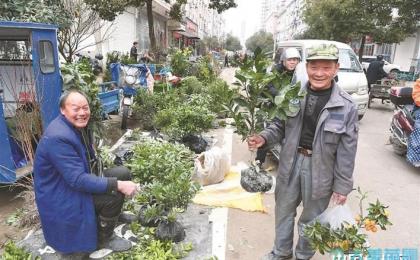 农村集市苗木旺销