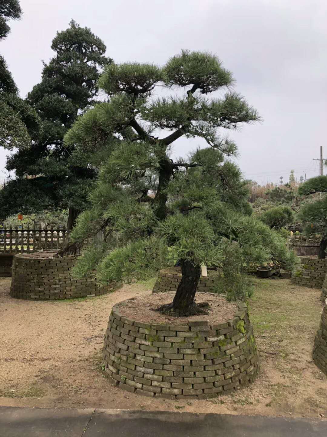 造型罗汉松