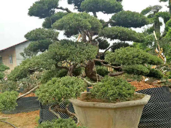 造型罗汉松
