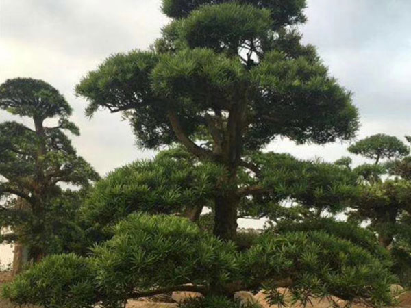 造型罗汉松
