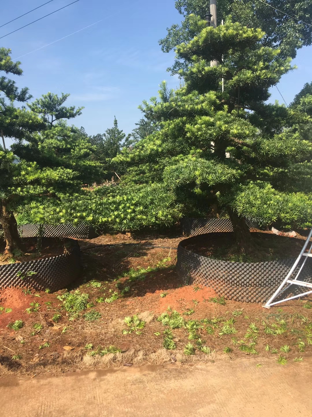 造型罗汉松