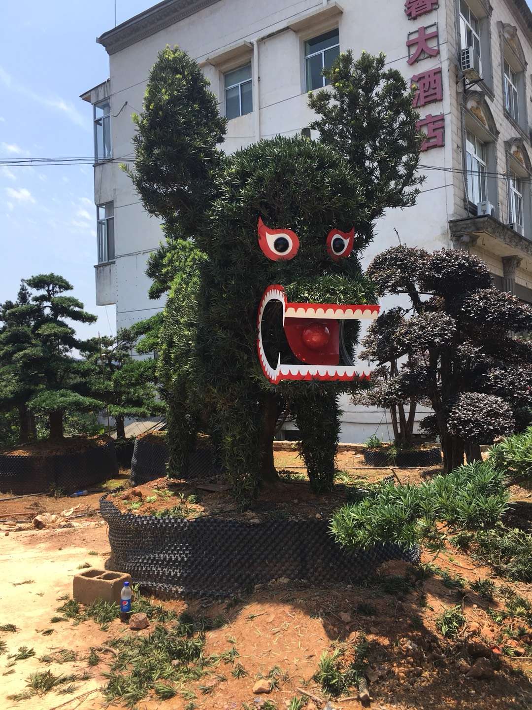 造型罗汉松