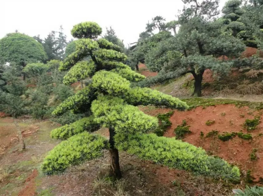 造型罗汉松