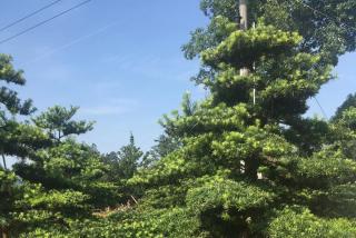 大型罗汉松造型图片与价格