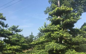 大型罗汉松造型图片与价格