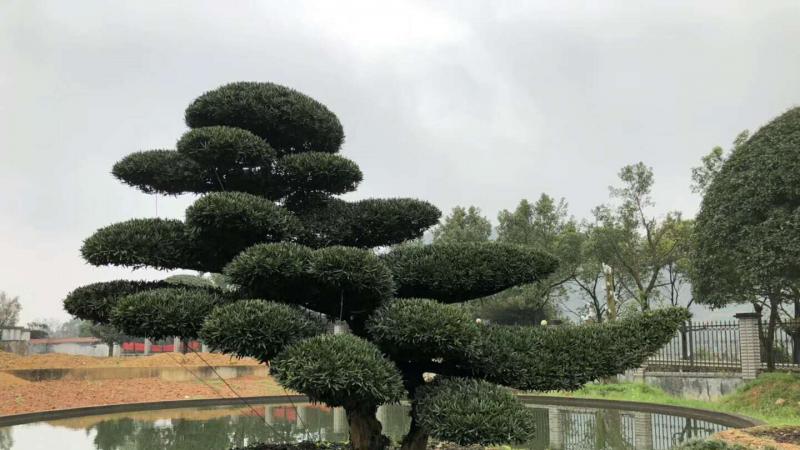 罗汉松苗木属于那个科属