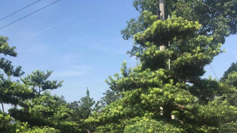 大型罗汉松造型图片与价格
