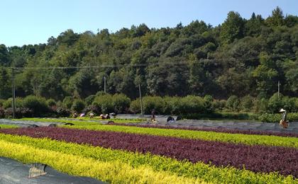 湖南最大的5个苗木基地在哪里