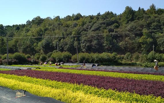 湖南最大的5个苗木基地在哪里