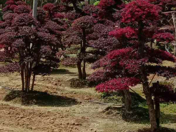 造型红花继木