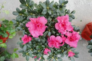 夏鹃的种植方法以及养护经验