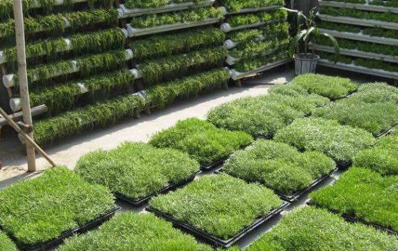 湖南屋顶绿化可以用那些品种的绿化植物?