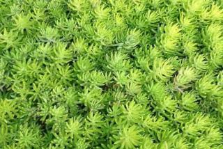 一般屋顶绿化用什么类型的植物