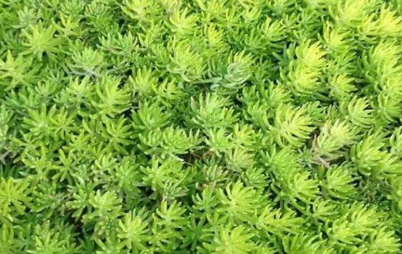 一般屋顶绿化用什么类型的植物