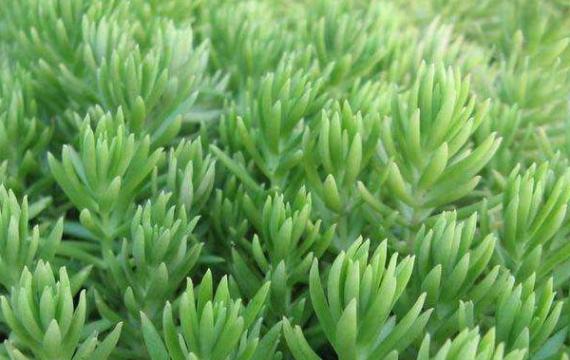 武汉屋顶绿化设计主要使用到什么植物?