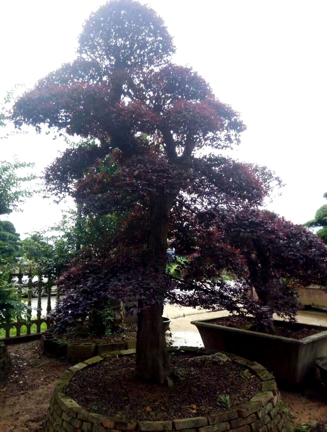 造型红花檵木