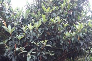 湖南能够栽植果树大全
