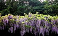 紫藤的种植养护方法
