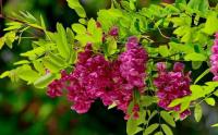 如何提高反季节移栽香花槐的成活率