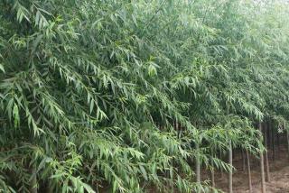 速生柳繁殖培育要点有哪些