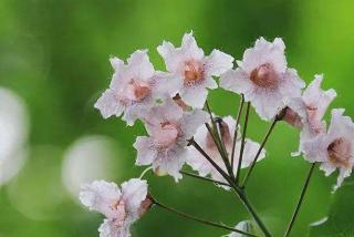 楸树如何播种育苗
