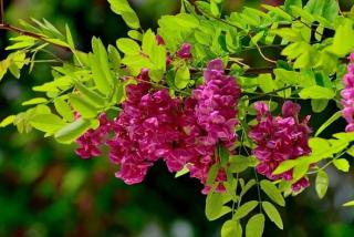 如何提高反季节移栽香花槐的成活率