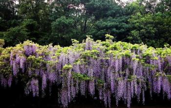 紫藤的种植养护方法