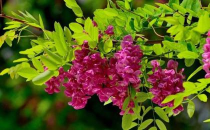 如何提高反季节移栽香花槐的成活率