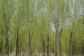垂柳应该要怎么进行修剪 需要注意哪里事项