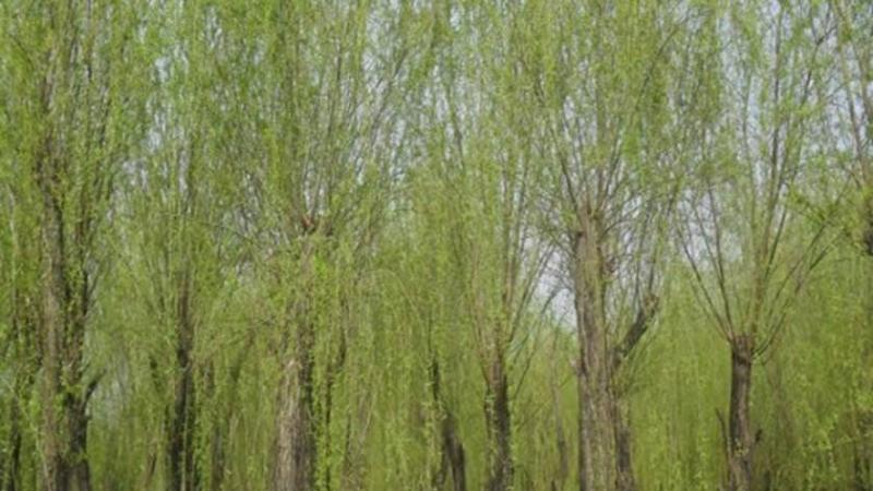 垂柳应该要怎么进行修剪 需要注意哪里事项