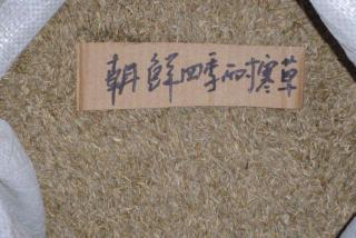四季青草籽哪里有买