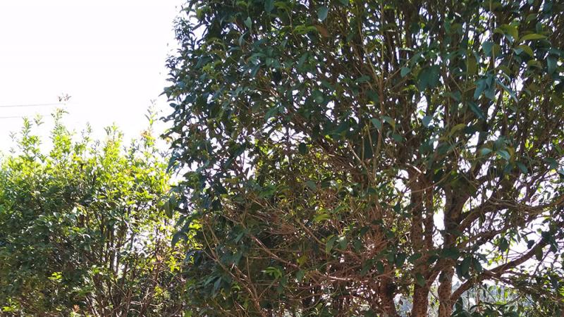 城市园林绿化工程中投标报价的精髓和技巧（一）