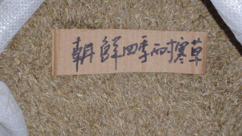 四季青草籽哪里有买