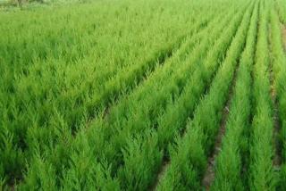 60公分蜀桧价格多少钱一棵呢
