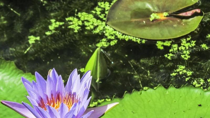 睡莲价格多少钱一棵园林水景绿化植物睡莲价格