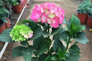 绣球花好养活吗