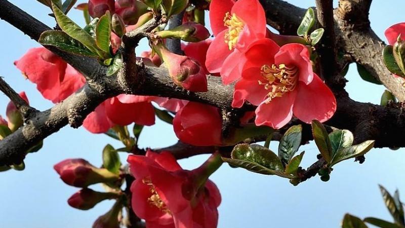 内蒙贴梗海棠种植基地多吗