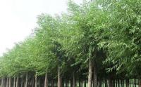 馒头柳批发去哪里最好