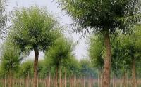 哪里有馒头柳小苗种植基地