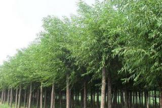 馒头柳批发去哪里最好