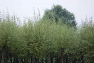 馒头柳哪里有卖