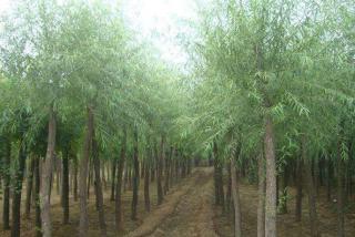 四川有种植馒头柳的基地吗