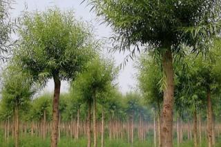 哪里有馒头柳小苗种植基地