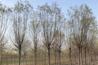哪里有供应馒头柳的种植基地