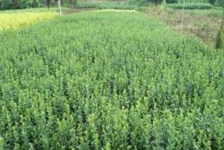 卫矛小苗多少钱一棵