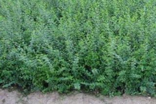 小叶女贞基地种植量都很大吗