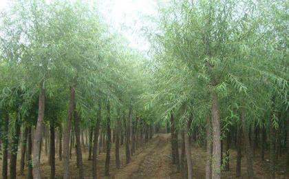 四川有种植馒头柳的基地吗