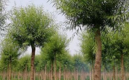 哪里有馒头柳小苗种植基地