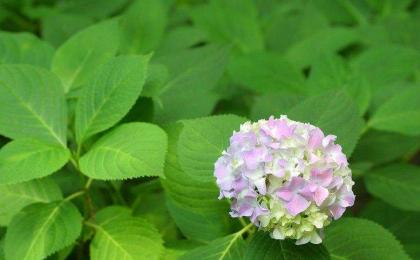 绣球花一年能开几次花